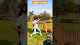 Ataque de leon tiger lion attitude funny animals clasesingles bigcats clasesdeinglesgratis [upl. by Ehtylb44]