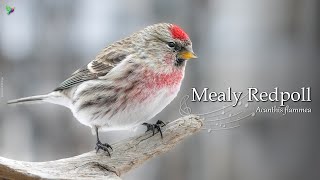 Mealy Common Redpoll Singing  Lesser Redpoll Common Redpoll🌲 [upl. by Amaso]