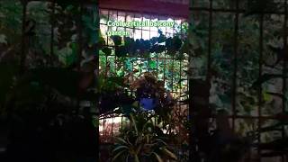 Mdcreations15z cool vertical balcony garden utube viral shorts trending [upl. by Aicire]