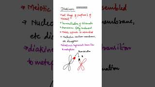 Diakinesis of Meiosis cell division shorts diakinesisofmeiosis neet2025biology neet2025exam [upl. by Ellebanna636]