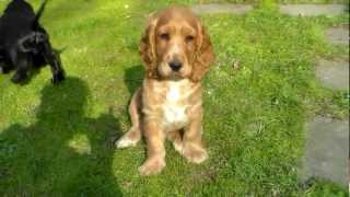 Vendesi Cuccioli Cocker Spaniel [upl. by Assirol]