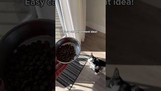 A simple enrichment idea for your cat ❤️ [upl. by Lelith]