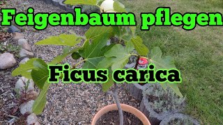 Feigenbaum pflegen gießen düngen Standort vermehren schneiden überwintern Ficus carica [upl. by Krakow]