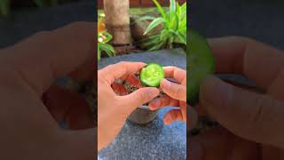 Tips for growing cucumbers at home shorts cucumber [upl. by Ivon]