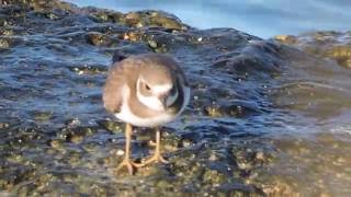 Ringed Plover  Corriere grosso Charadrius hiaticula [upl. by Afital]