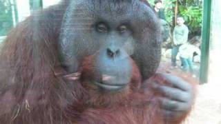 Zoo parc de beauval a saint aignancrocodileserpenttigrelion [upl. by Wollis278]