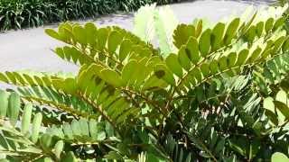 Zamia furfuracea  Cardboard Palm  Jamaican Sago  Mexican Cycad HD 01 [upl. by Jr]