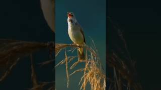 THE GREAT REED WARBLER Acrocephalus arundinaceus [upl. by Liss]