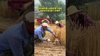 The winter wheat on the loess plateau in the northwest is ripe How long have you not gone home [upl. by Uta]