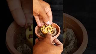 How To Grow Cove Plant At Home  Propagation Of Clove Plant From Clove [upl. by Publias]