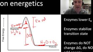 Enzyme energetics [upl. by Joellyn]