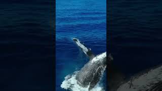 Wonderful views of whales jumping out of the water youtubeshort whales youtubeshorts [upl. by Olegnalehcim]