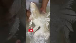 Death😭 May Koi Carp Fish koifish carekoi parasite treatmenttypes of medicine for treatmentof fish [upl. by Berke]