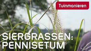 Pennisetum Welke soorten zijn er en hoe snoei je ze  Tuinmanieren [upl. by Eihctir]