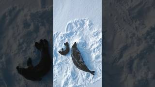 Mother and childAntarctica weddell seal baby and mother resting on snow hill rookery [upl. by Julianne399]