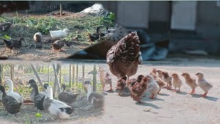 Call Dack farming Kesi kore 🥰animalsmonowar duck chicken pigeon [upl. by Mathur323]