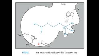 cholinesterase inhibitors [upl. by Tadio]