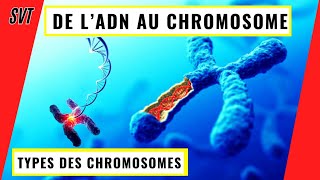 De lADN aux chromosomes comment l’ADN se condense en chromosomes [upl. by Onnem219]