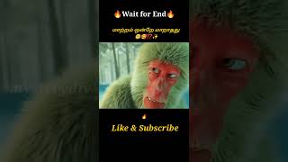 Little Monkey🐒🥺⁉️Movie explained in tamil\dubbed MoviesTamil voice over mysterydiv [upl. by Oicirbaf536]