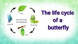 The life cycle of a butterflyDifferent stages egglarvapupa and butterfly [upl. by Shipp]