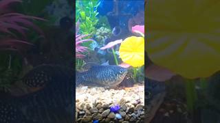 পাঁচ বছরের পুরনো রঙ্গিন মাছ 😱 fish aquarium nice [upl. by Sybila]