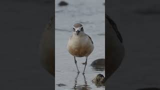 Sorry cutie  New Zealand dotterel  Birds in New Zealand [upl. by Etnaled]