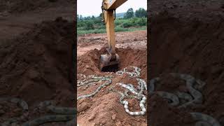 The construction site excavator shoveled down and dug up countless small snakes [upl. by Yates]