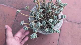 BEAUTIFUL TRANSFORMATION OF GRAPTOPETALUM MENDOZAE SUCCULENT CARE TIPS [upl. by Marieann892]