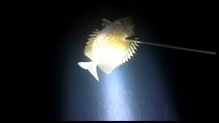 NIGHT SPEARFISHING 🇵🇭 CORTES SURIGAO DEL SUR [upl. by Tenom]