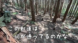 【獣道】 熊の目撃情報がある登山道に設置してみました♪ [upl. by Everard17]