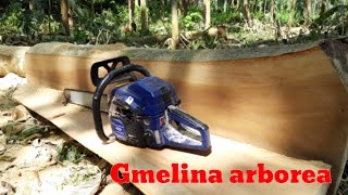 Belah kayu gmelina arborea pakai Chainsaw Maestro CS6500G [upl. by Krys121]