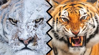 SIBERIAN TIGER VS BENGAL TIGER  Who Would Win [upl. by Vani]