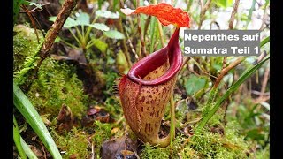 32 Nepenthes Kannenpflanze auf Sumatra Teil 1  Fleischfressende Pflanze  Green Jaws [upl. by Myer348]