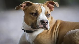 Bullboxer  Boxer pitbull mix  Pitbull Boxer mix  Things to know [upl. by Learsiy962]