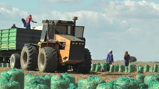 ACO 250 with ADE 447 engine accelerating with trailer on peanut field in South Africa [upl. by Ahsotal]