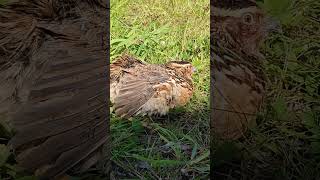 My pet japanese quail  61  coturnix japonica quail petchicken short [upl. by Celik]