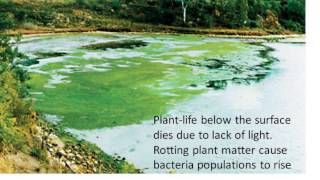 Water life and death B6 Pollution [upl. by Aidas]