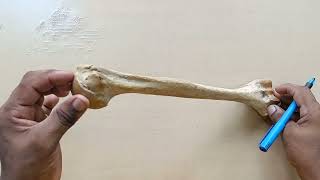 HUMERUS BONE EXPLAINATION [upl. by Kei]