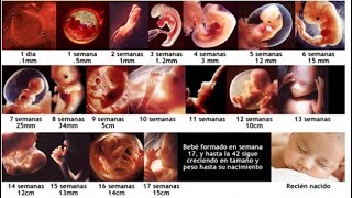 ETAPAS DEL EMBARAZO  EL EMBARAZO POR DENTRO SEMANA A SEMANA HASTA EL PARTO EN VIVO [upl. by Tewell613]