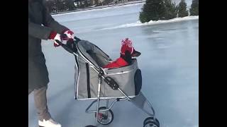 How Canadian Dogs Get Around [upl. by Derinna250]