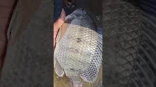 Nilotica Fish তেলাপিয়া ভেবে নাইলোটিকা মাছ খাচ্ছেন না তো ভুল করে  2024viralvideo trendsu [upl. by Georgeanna643]