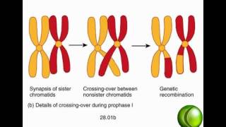 Meiosis [upl. by Nicolis]