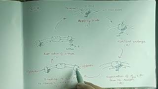 GPCR Adenylate Cyclase  cAMP Pathway [upl. by Niwrud]