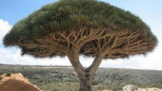 Top 10 Most Famous Trees in the World [upl. by Howlyn]