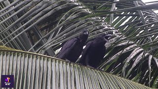 LargeBilled Crow Cowing with Juvenile Calling Other Crows  Wildlife Encounters  Jungle Crow [upl. by Salvadore]