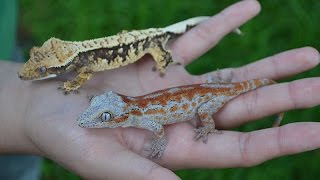 Breeding Crested and Gargoyle Geckos for Dummies [upl. by Redep]