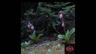 More Lady Slippers S nature adirondacks flowers shorts [upl. by Imerej]