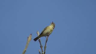 Chiffchaff Song  The first singing Warbler [upl. by Alvira]