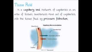 Blood Vessels  Quick A Level Biology Revision [upl. by Yrdnal]