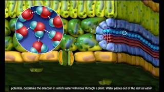 Plant Transport Xylem and Phloem Transpiration 3D Animation 720p [upl. by Winfrid298]